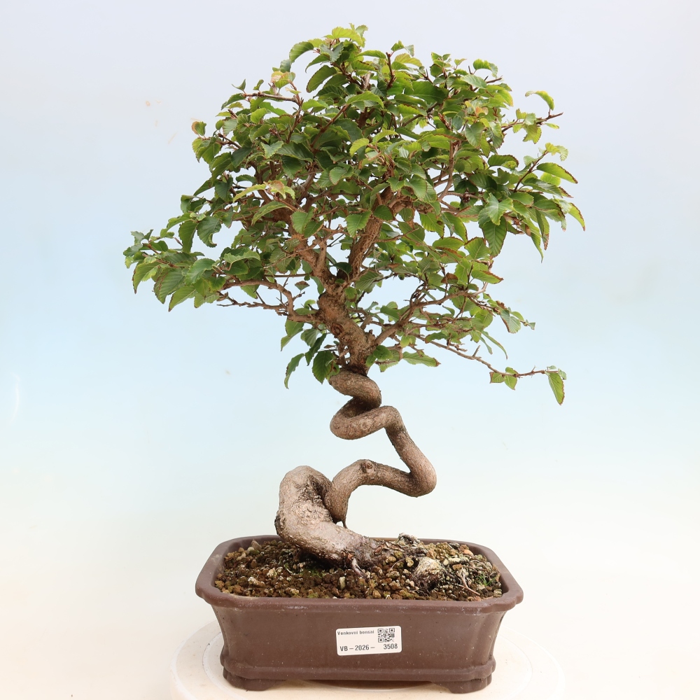 Bonsaï d'extérieur -Carpinus CARPINOIDES - Charme de Corée