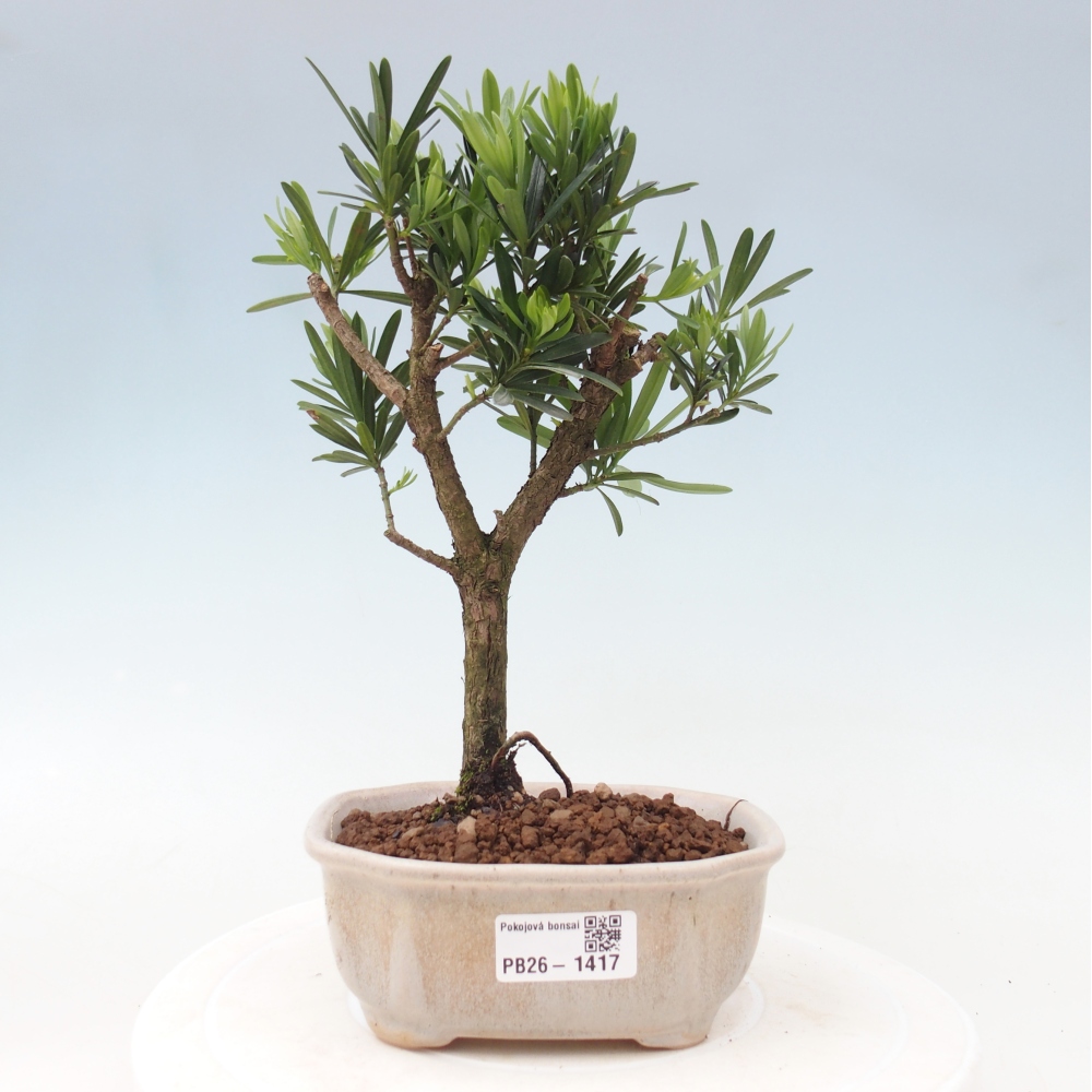 Salle bonsaï - Podocarpus - If en pierre