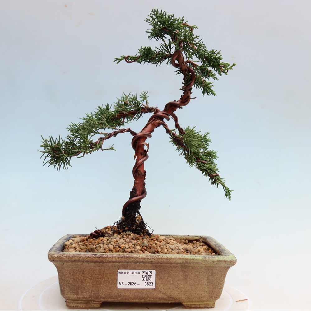 Bonsaï d'extérieur - Juniperus chinensis Kishu