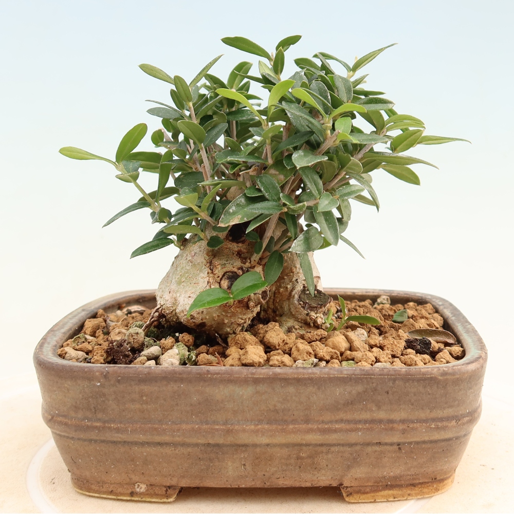Bonsaï d'intérieur - Olea europaea sylvestris