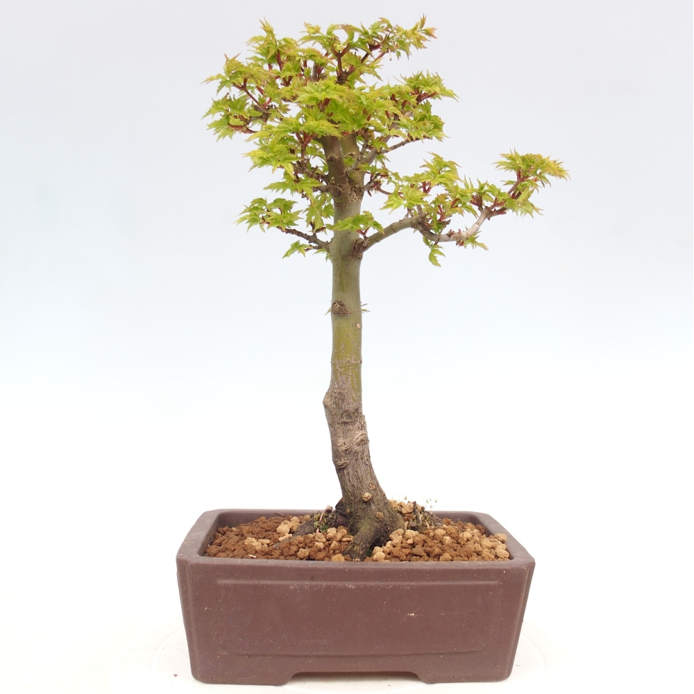Bonsaï d'extérieur -Javor palm Acer palmatum Shishigashira