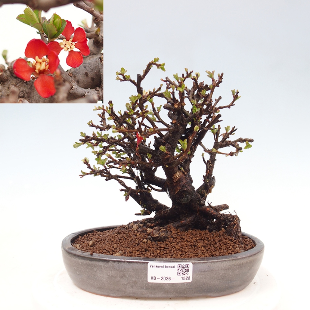Bonsaï d'extérieur - Chaneomeles speciosa - Coing
