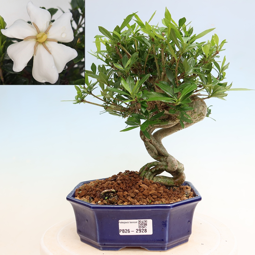 Bonsaï de chambre - Gardenia jasminoides-Gardenia