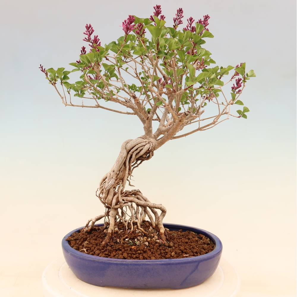 Bonsaï d'extérieur - Syringa microphylla - lilas à petites fleurs