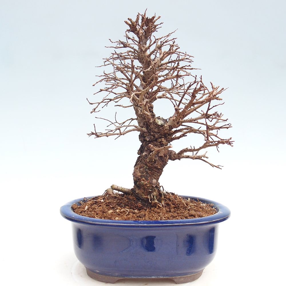 Bonsaï d'extérieur - Zelkova - Zelkova NIRE