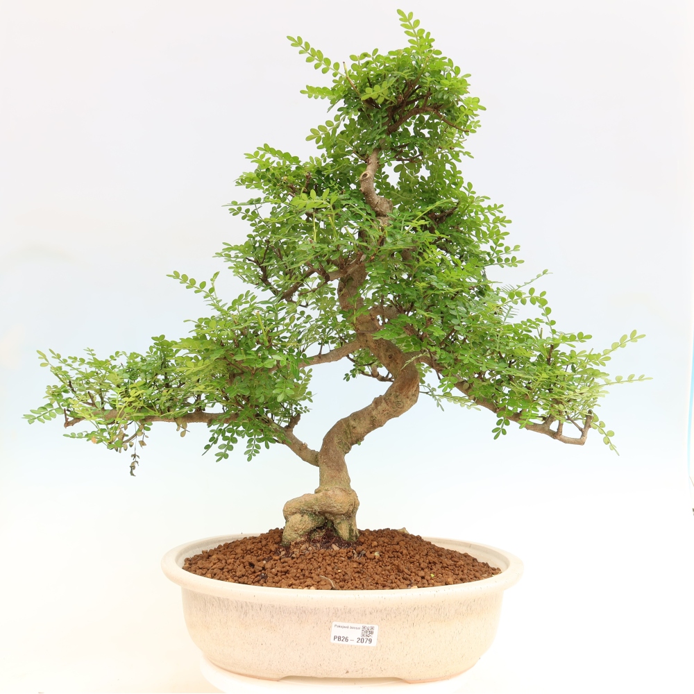 Salle bonsaï - Zantoxylum piperitum - arbre à poivre