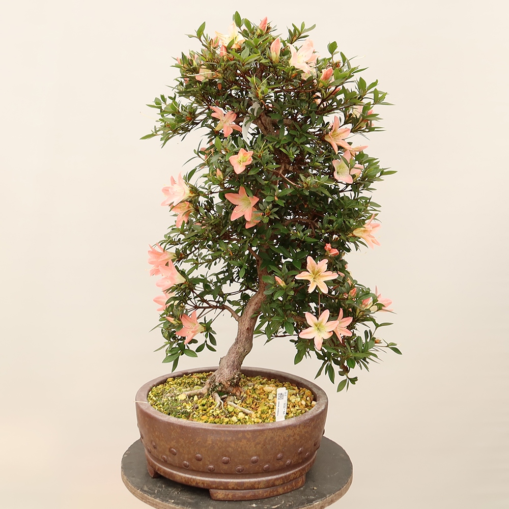 Bonsaï d'extérieur - Azalée japonaise - Azalée CHIHIRO
