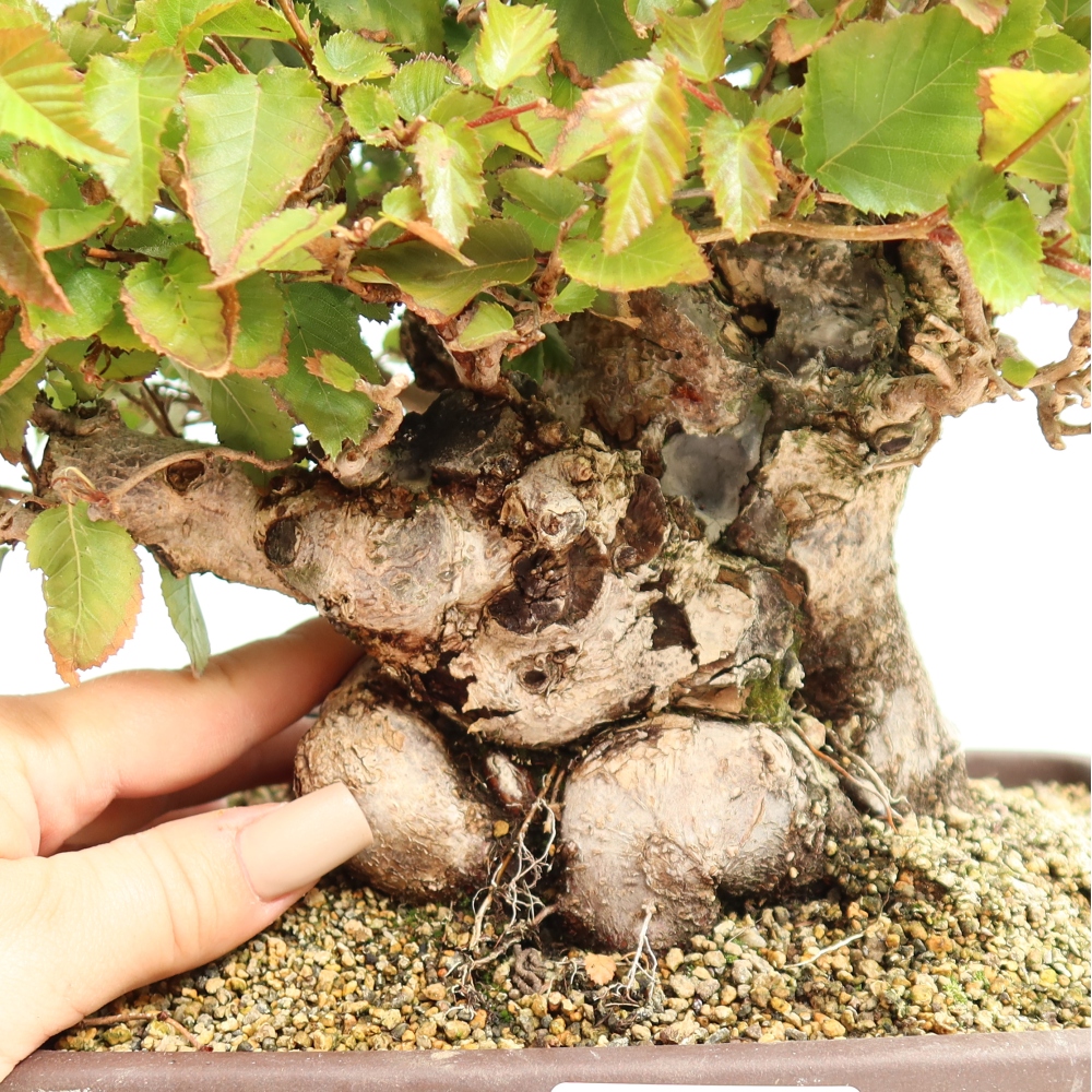 Bonsaï d'extérieur -Carpinus CARPINOIDES - Charme de Corée