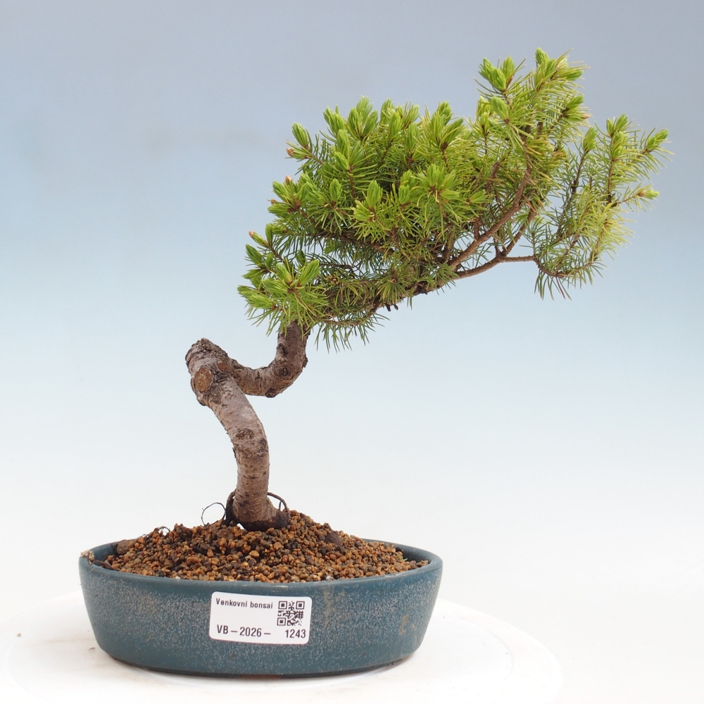 Bonsaï d'extérieur - Épicéa - Picea glauca globe