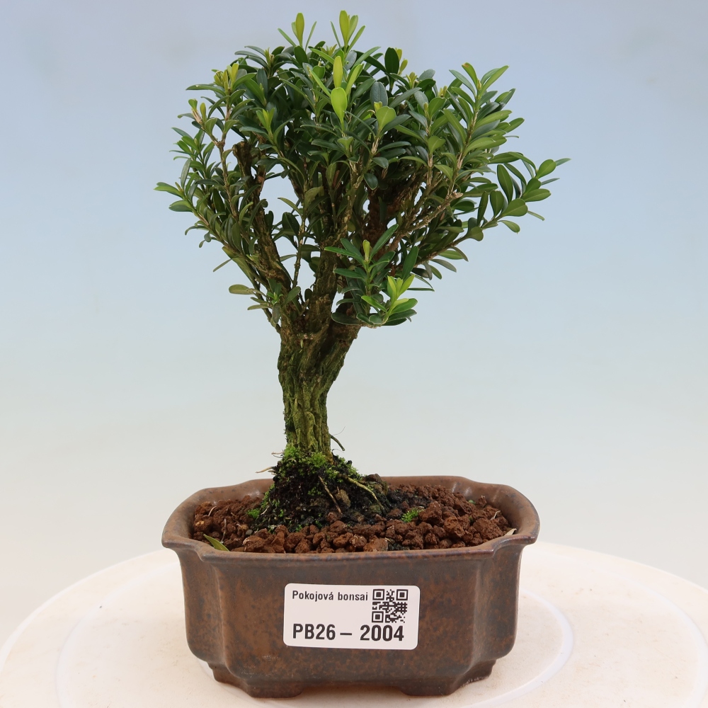Bonsaï de chambre - Buxus harlandii - buxus liège