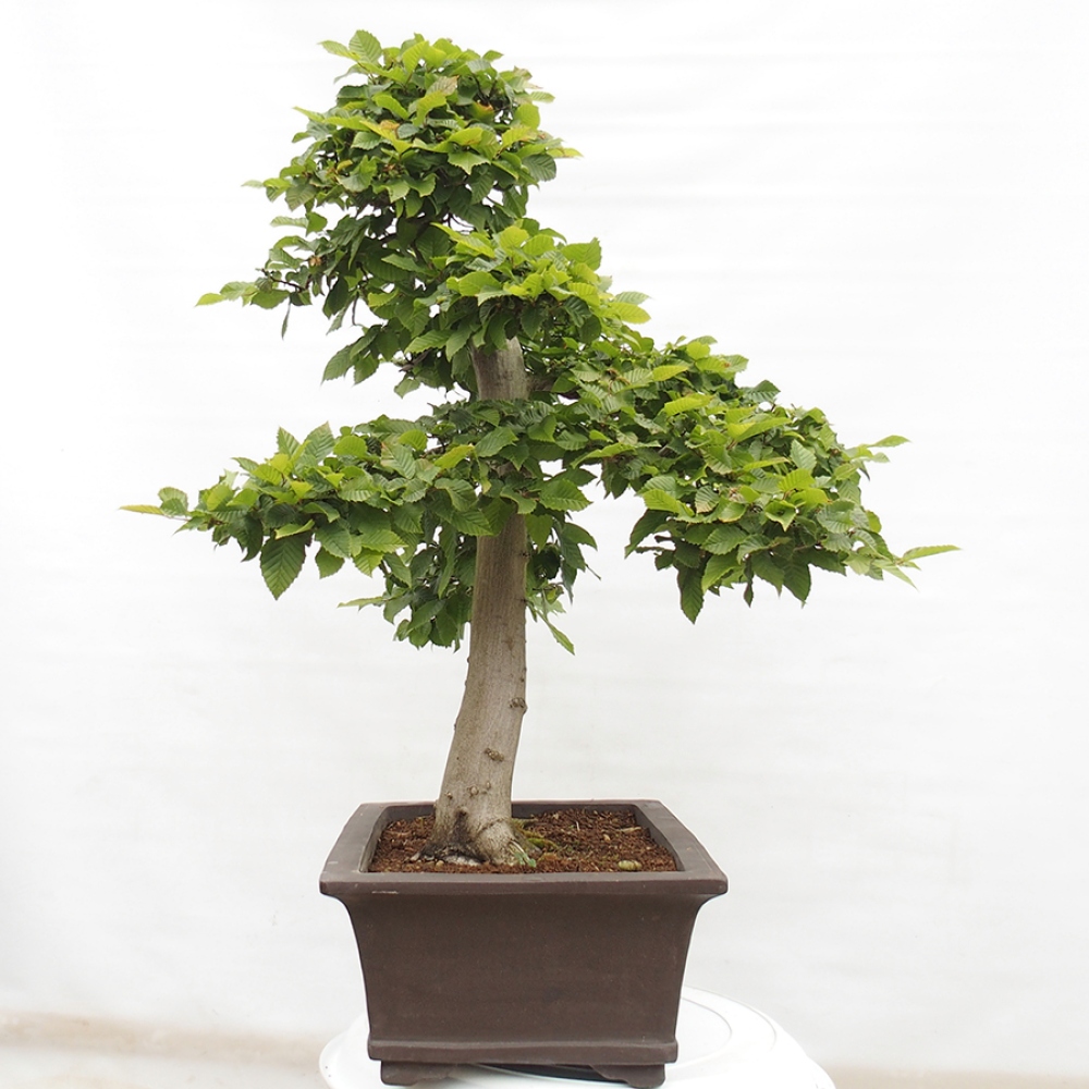 Bonsaï d'extérieur - Charme - Carpinus betulus