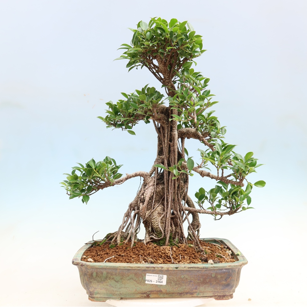 Salle bonsaï - Ficus kimmen - ficus à petites feuilles