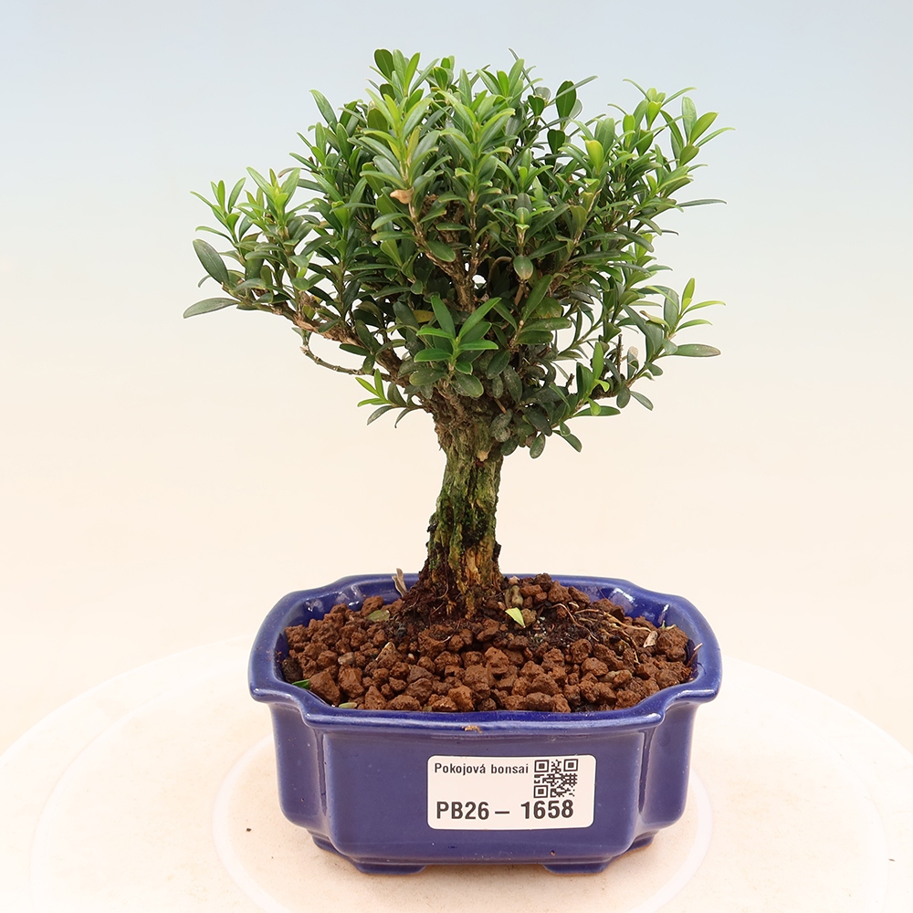 Bonsaï de chambre - Buxus harlandii - buxus liège