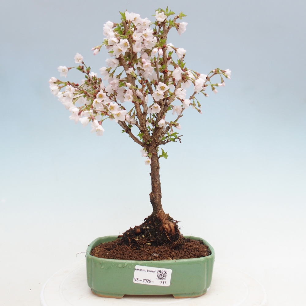Bonsaï d'extérieur - Prunus incisa Kojou-no mai-Plivon découpé