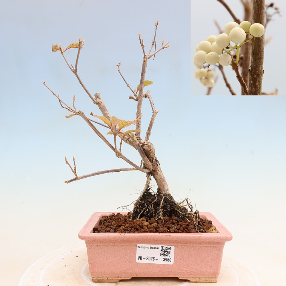 Bonsaï d'extérieur - Callicarpa bodinieri « Snowqueen » - Callicarpa