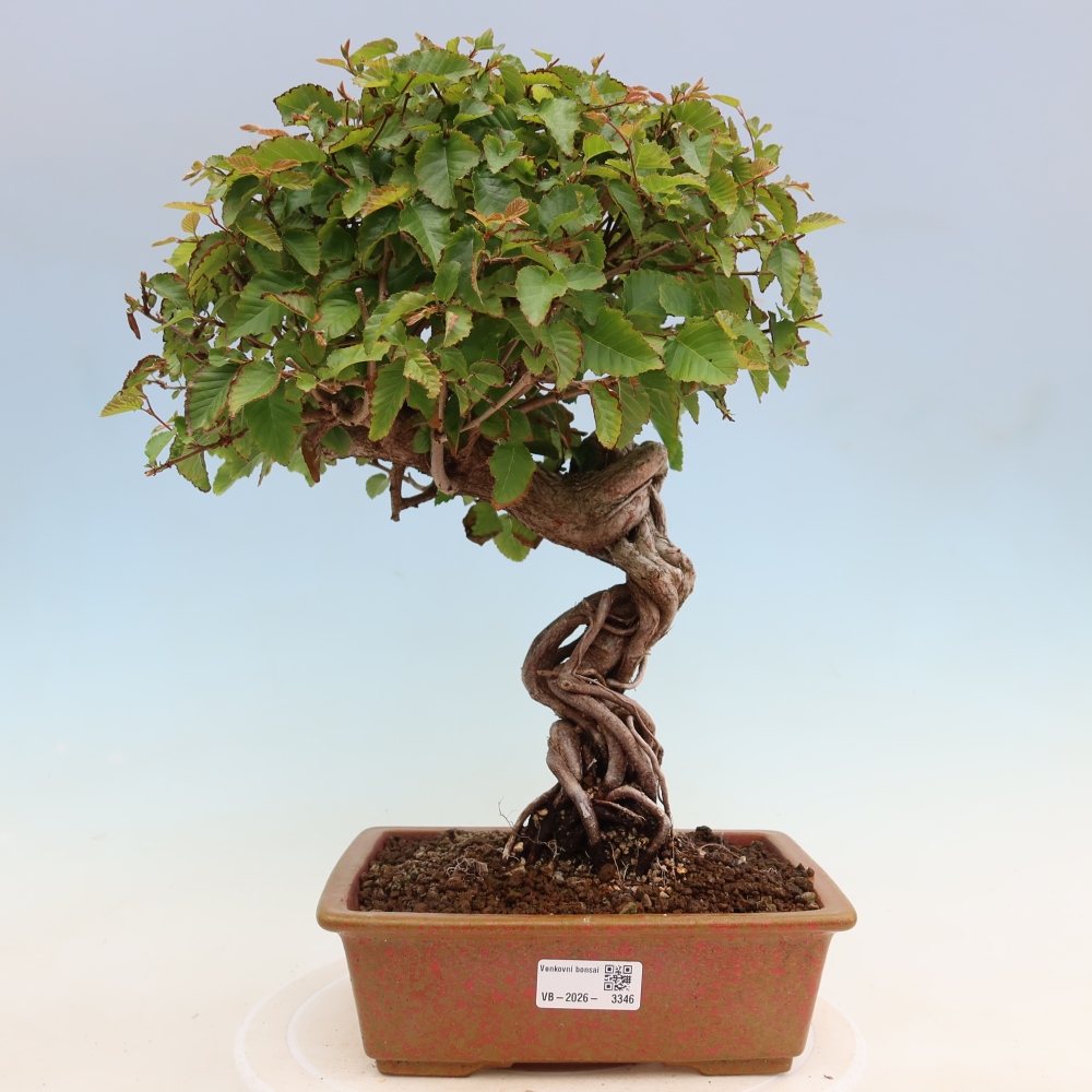 Bonsaï d'extérieur -Carpinus Coreana - Charme de Corée