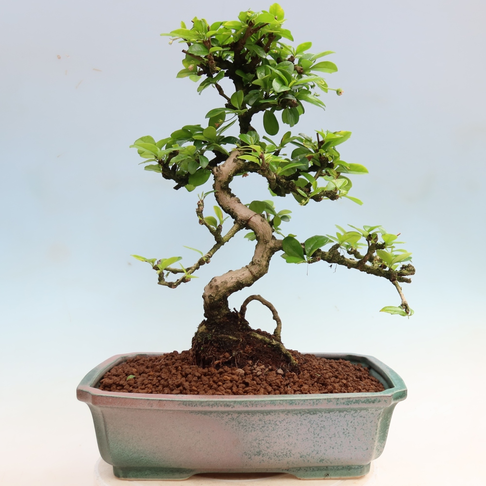 Bonsaï de chambre - Carmona macrophylla - Tea fuki