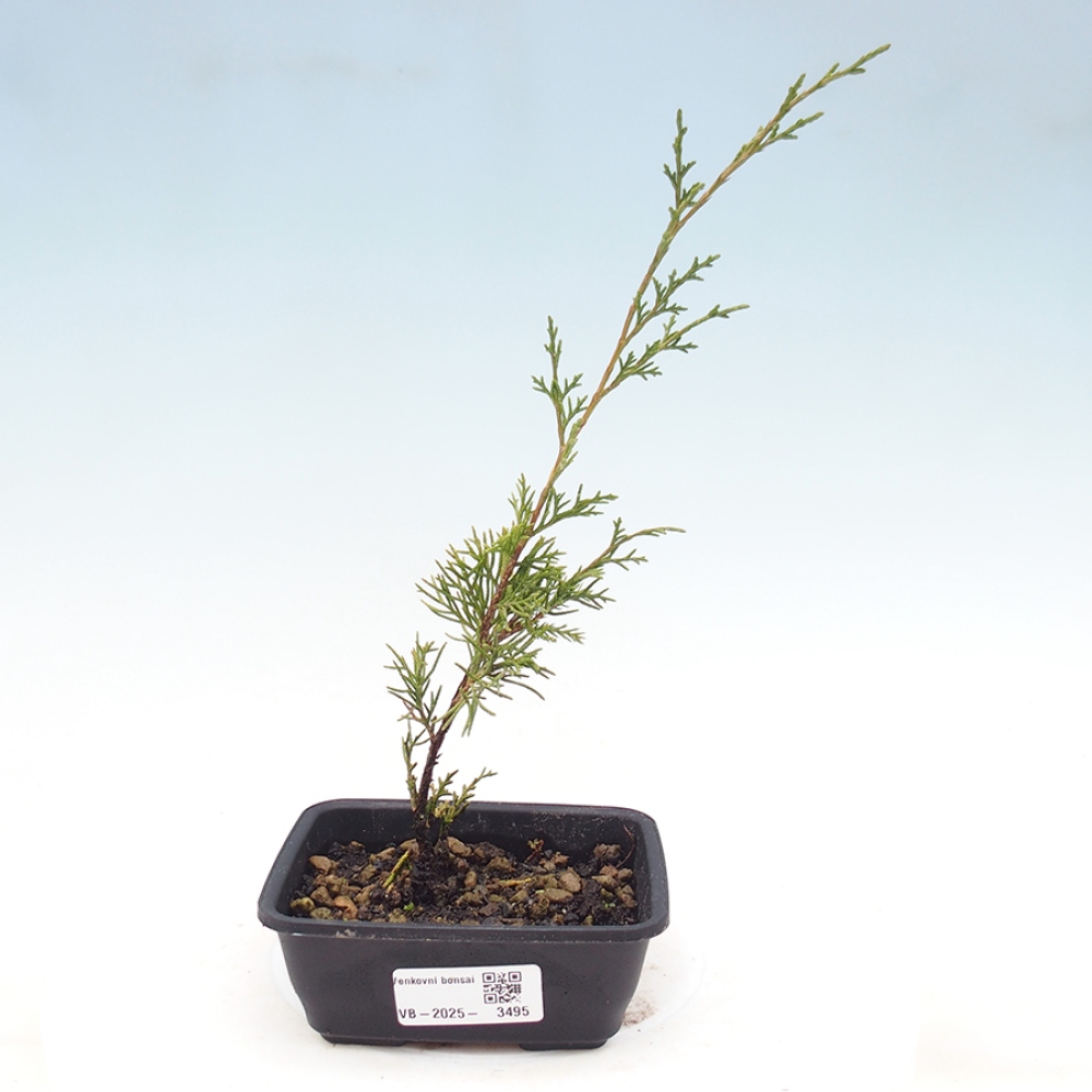Bonsaï d'extérieur - Juniperus chinensis Itoigawa