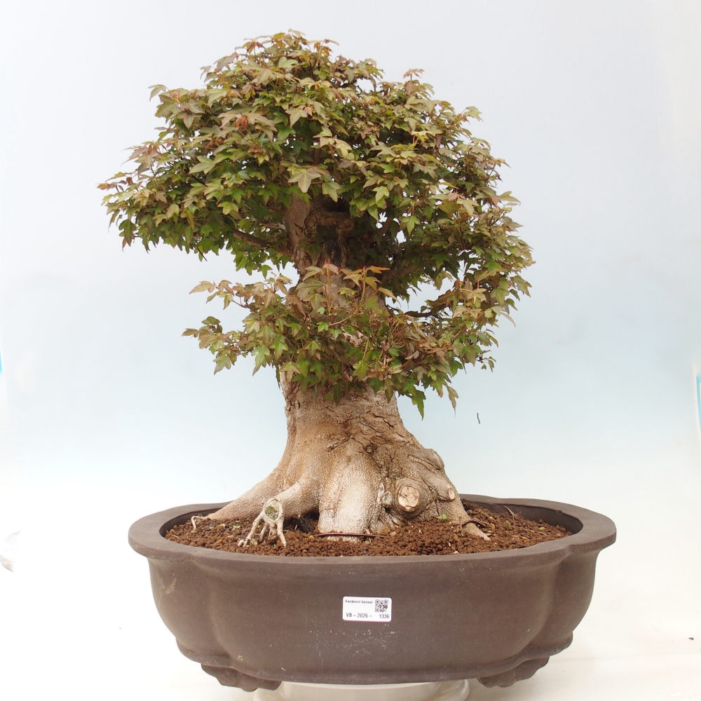 Bonsaï d'extérieur - Acer Buergerianum - Burger Maple