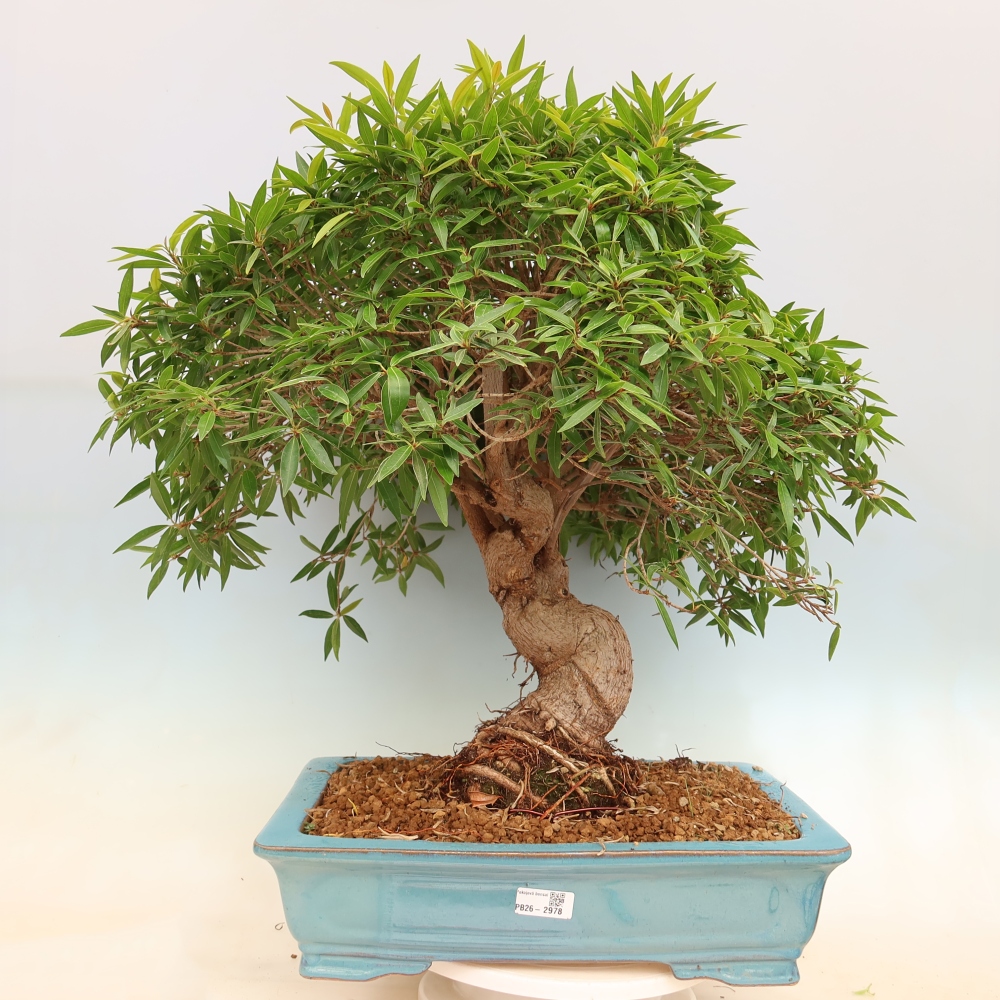 Salle bonsaï - Ficus nerifolia - ficus à petites feuilles