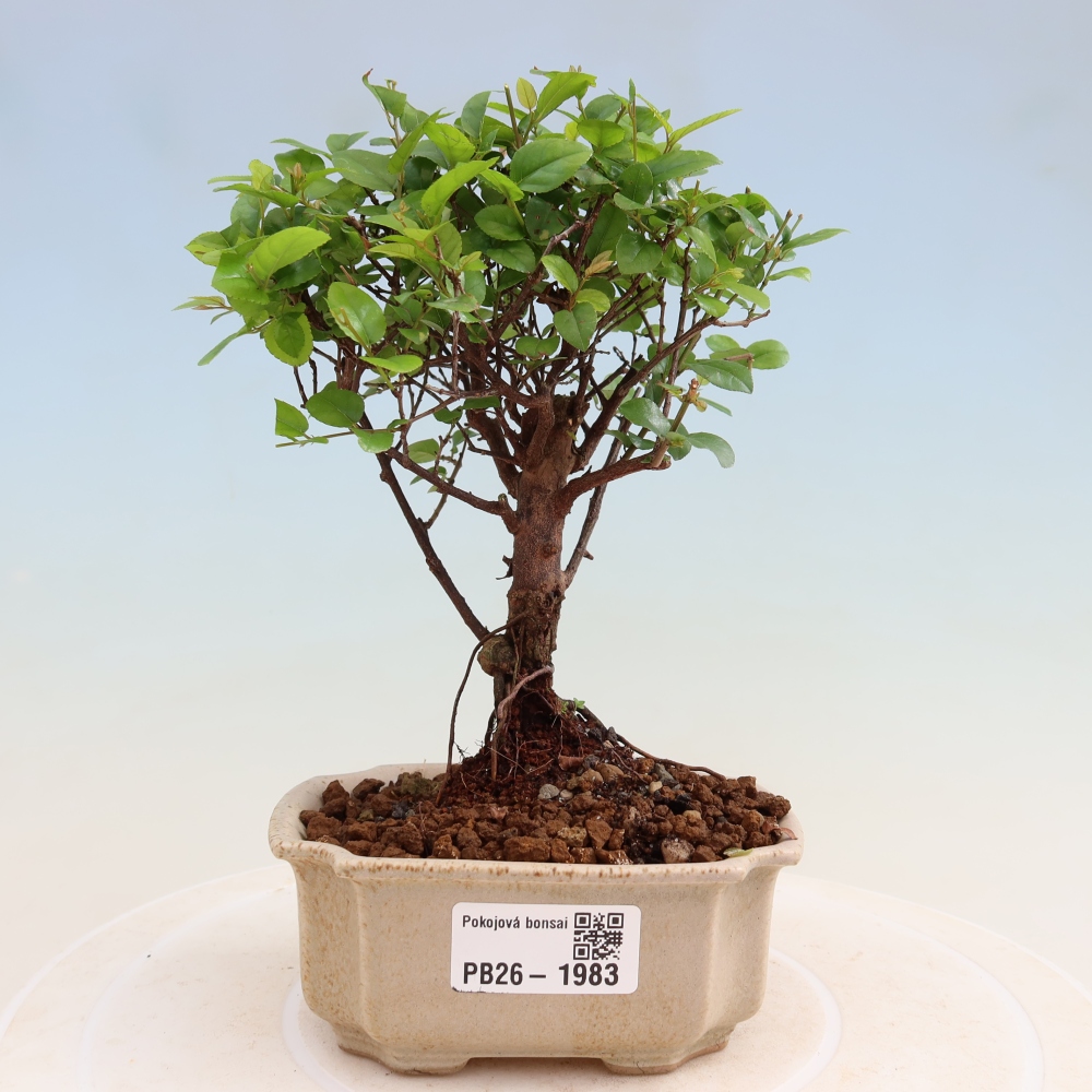 Bonsaï de chambre - Sageretia thea - Sageretia thea