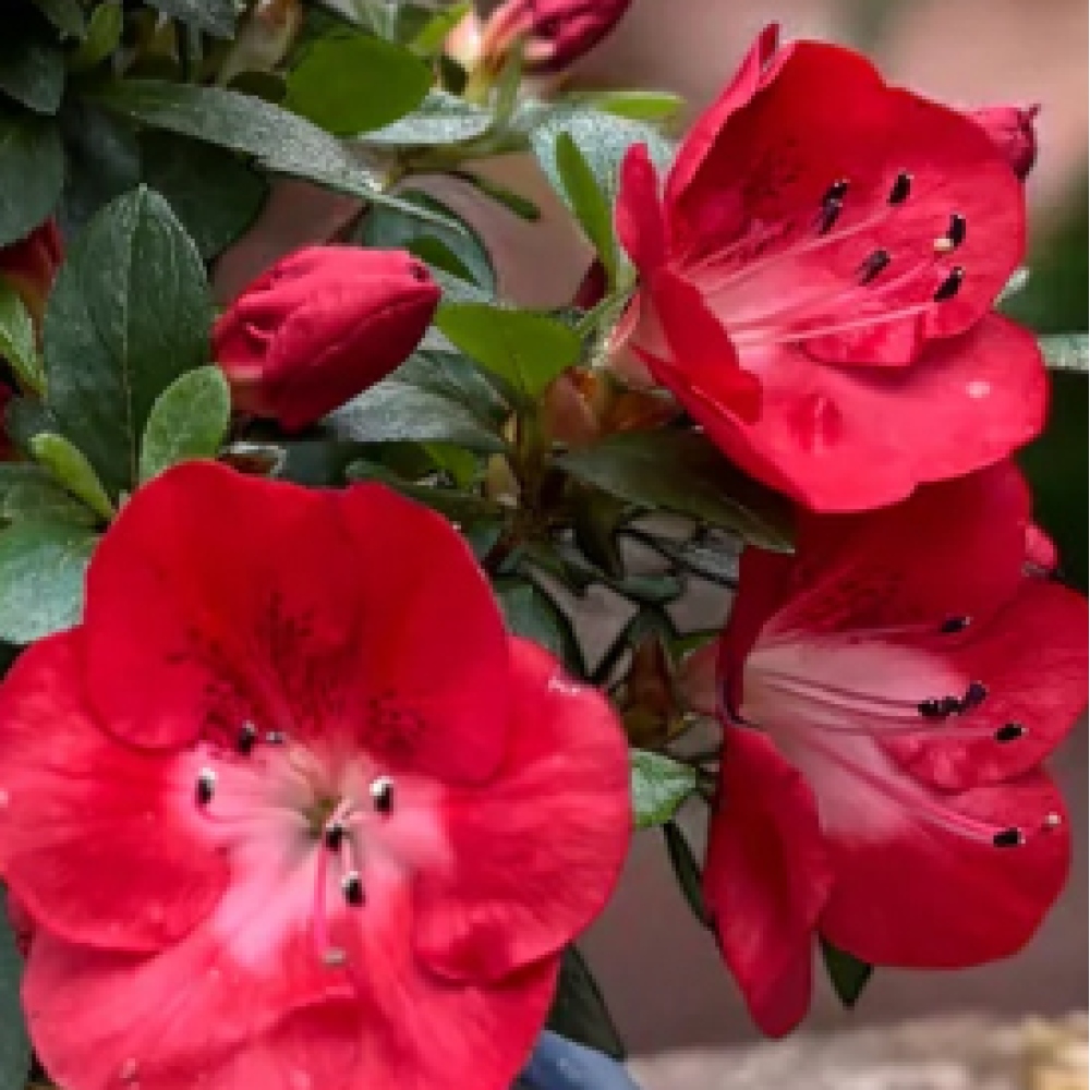 Bonsaï d'extérieur - Azalée japonaise - Azalea Benibeni