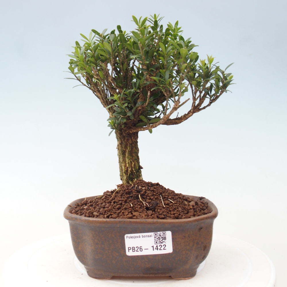 Bonsaï de chambre - Buxus harlandii - buxus liège