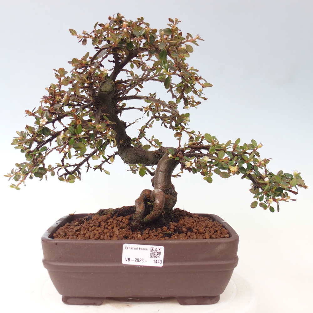 Bonsaï d'extérieur-Cotoneaster dammeri - Damer's Rock