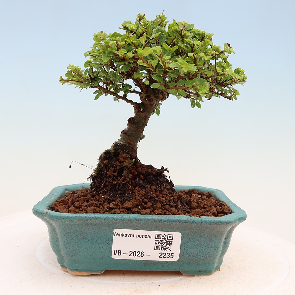 Bonsaï d'extérieur - Ulmus parvifolia Sagei - Orme à petites feuilles