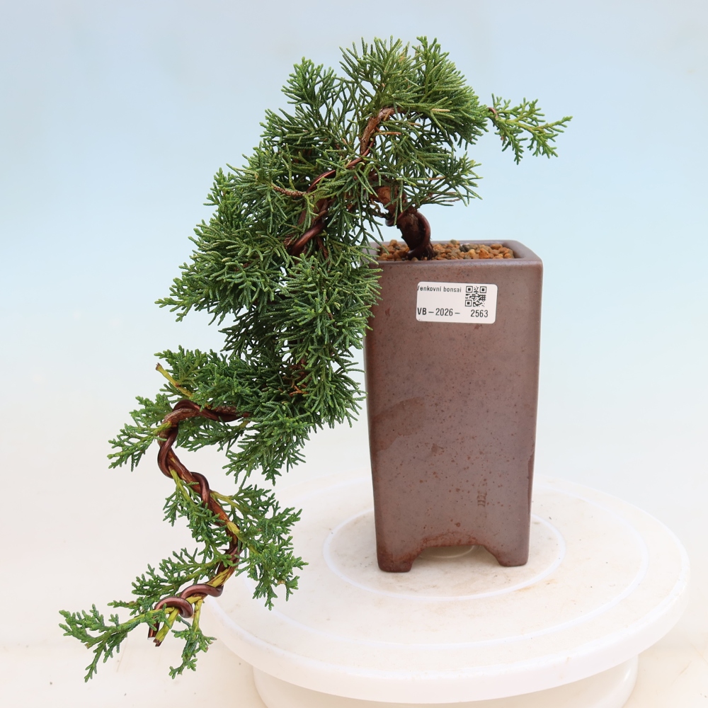 Bonsaï d'extérieur - Juniperus chinensis Kishu