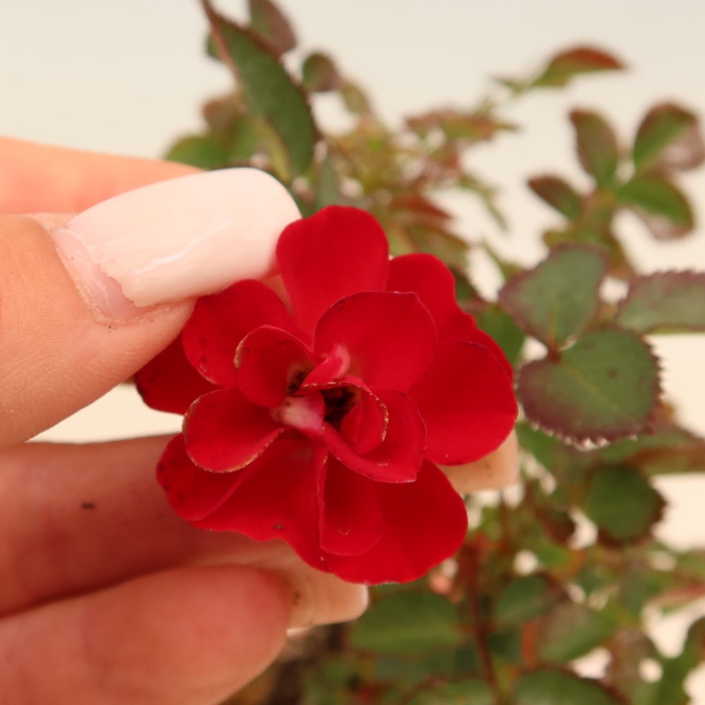 Bonsaï d'extérieur - Rosa Kordes - rose