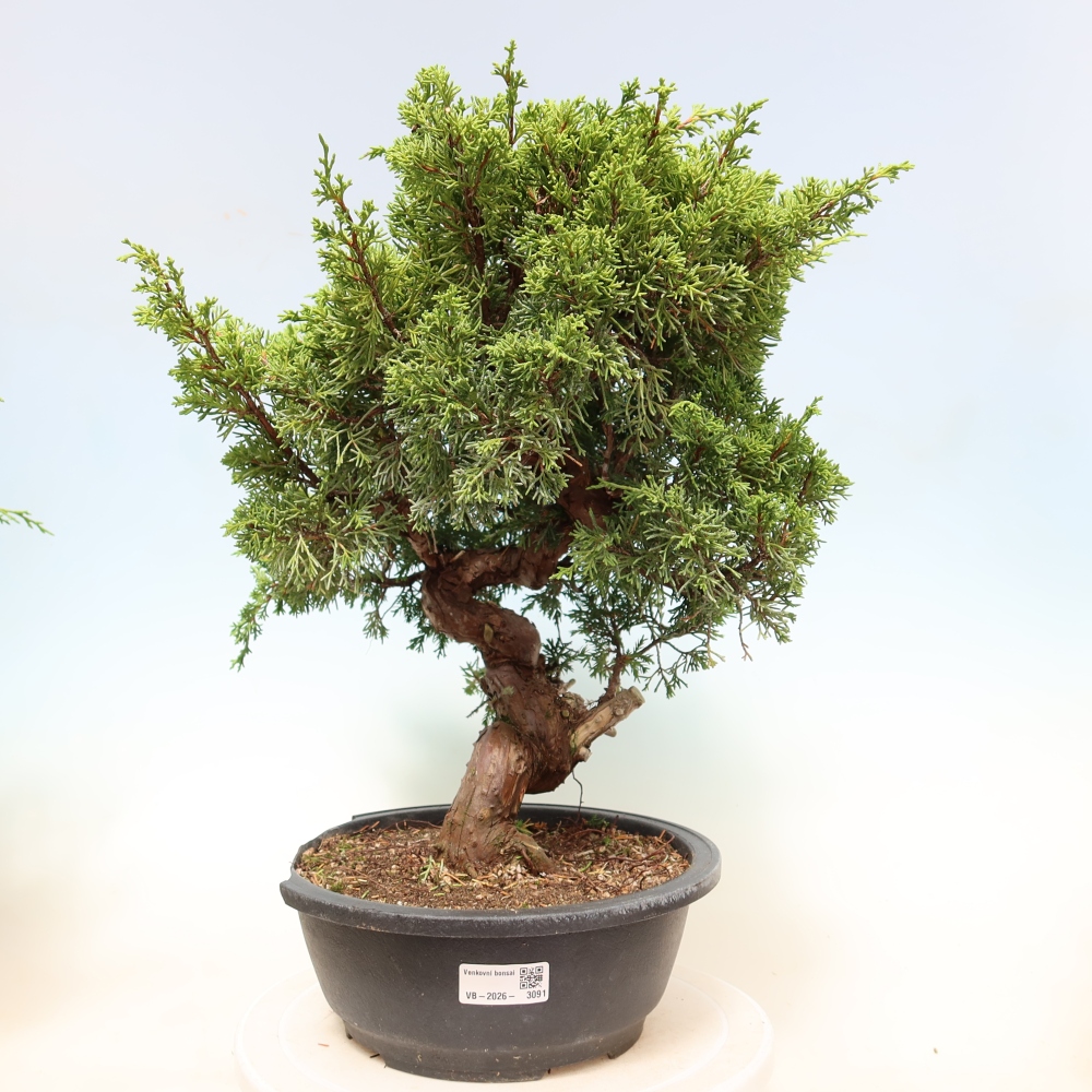 Bonsaï d'extérieur - Juniperus chinensis Itoigawa-Juniperus chinensis
