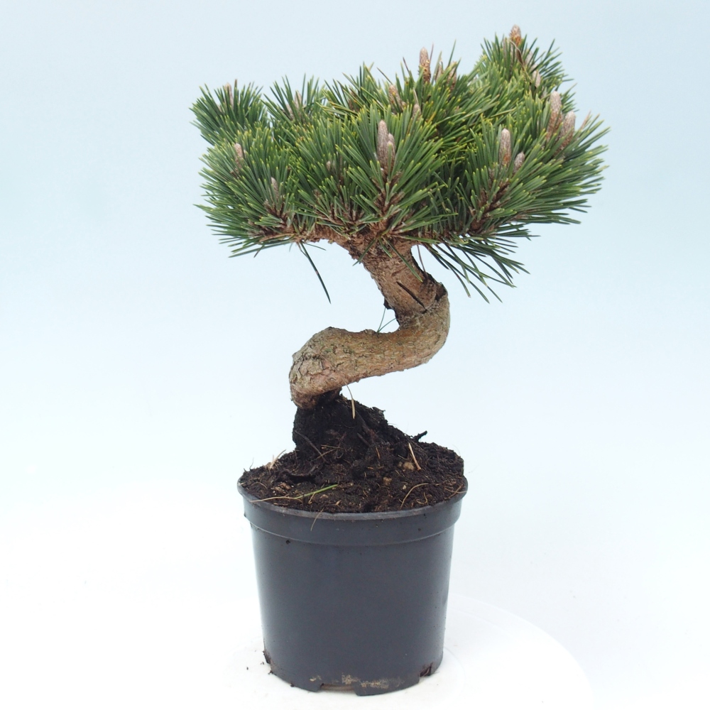 Bonsaï d'extérieur - Pinus thunbergii senjyumaru - Pin de Thunberg