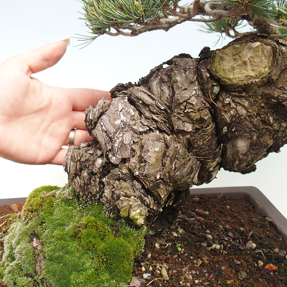 Bonsaï d'extérieur - Pinus parviflora - Pinus parviflora
