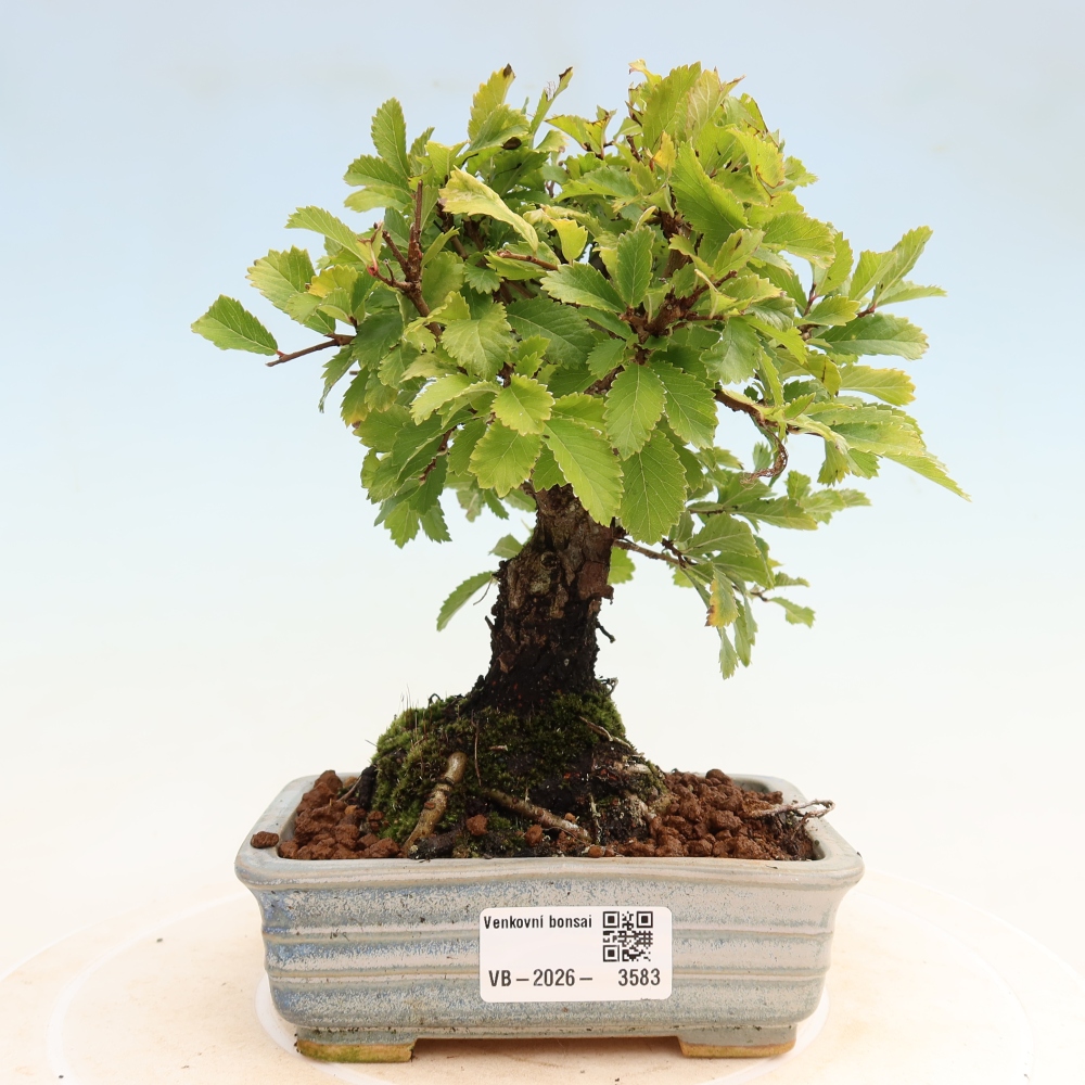 Bonsaï d'extérieur - Zelkova - Zelkova NIRE