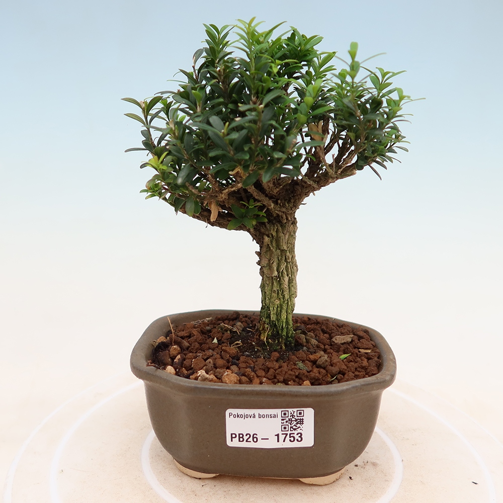 Bonsaï de chambre - Buxus harlandii - buxus liège