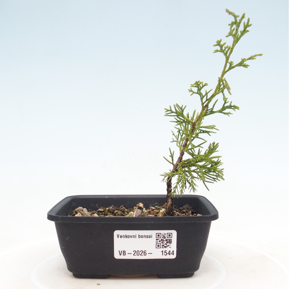 Bonsaï d'extérieur - Juniperus chinensis Itoigawa