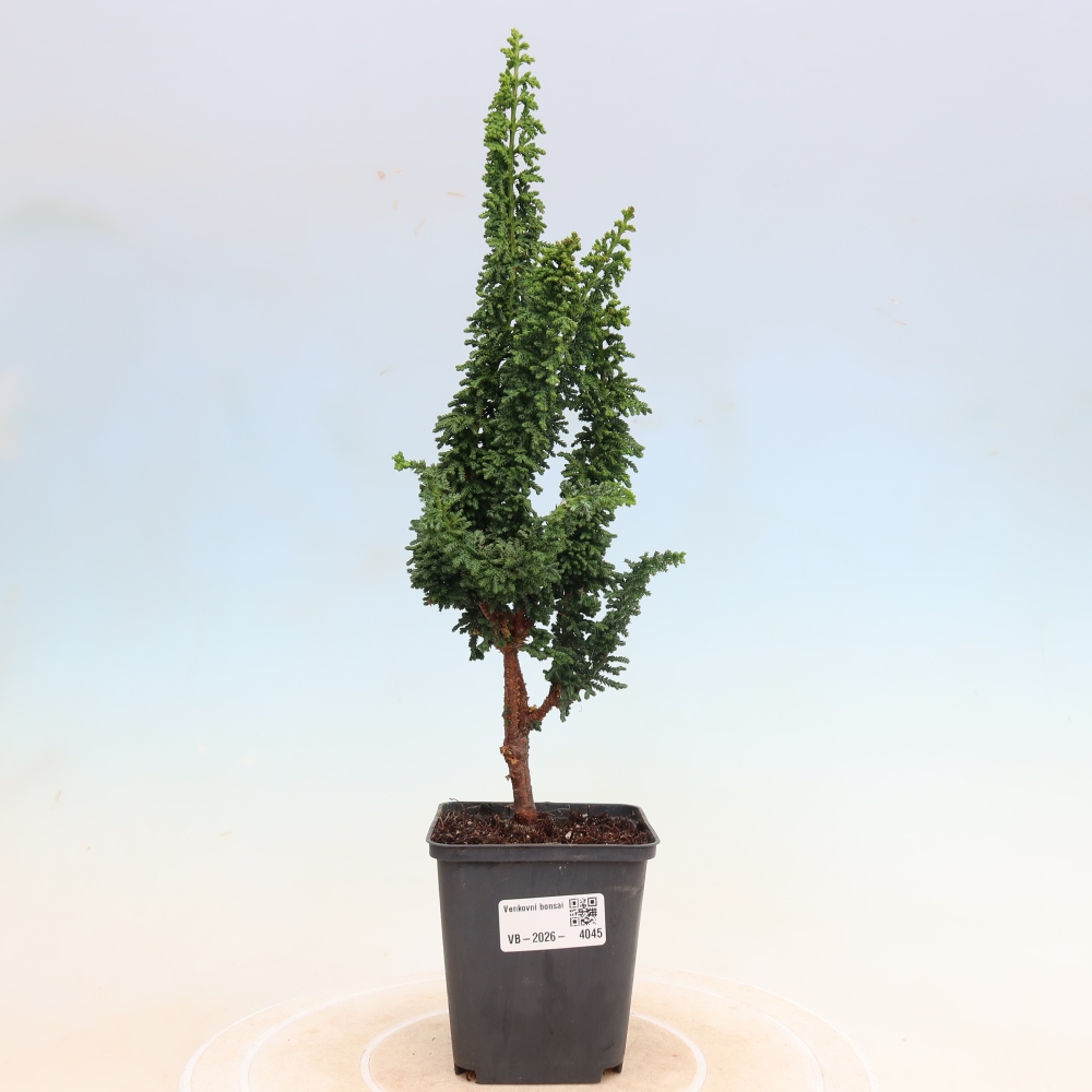 Bonsaï d'extérieur - Cham. obtusa SEKKA HINOKI - Cyprès