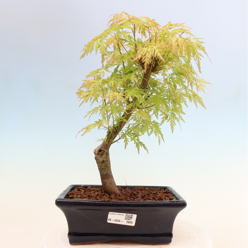 Bonsaï d'extérieur - Acer palmatum Dissectum
