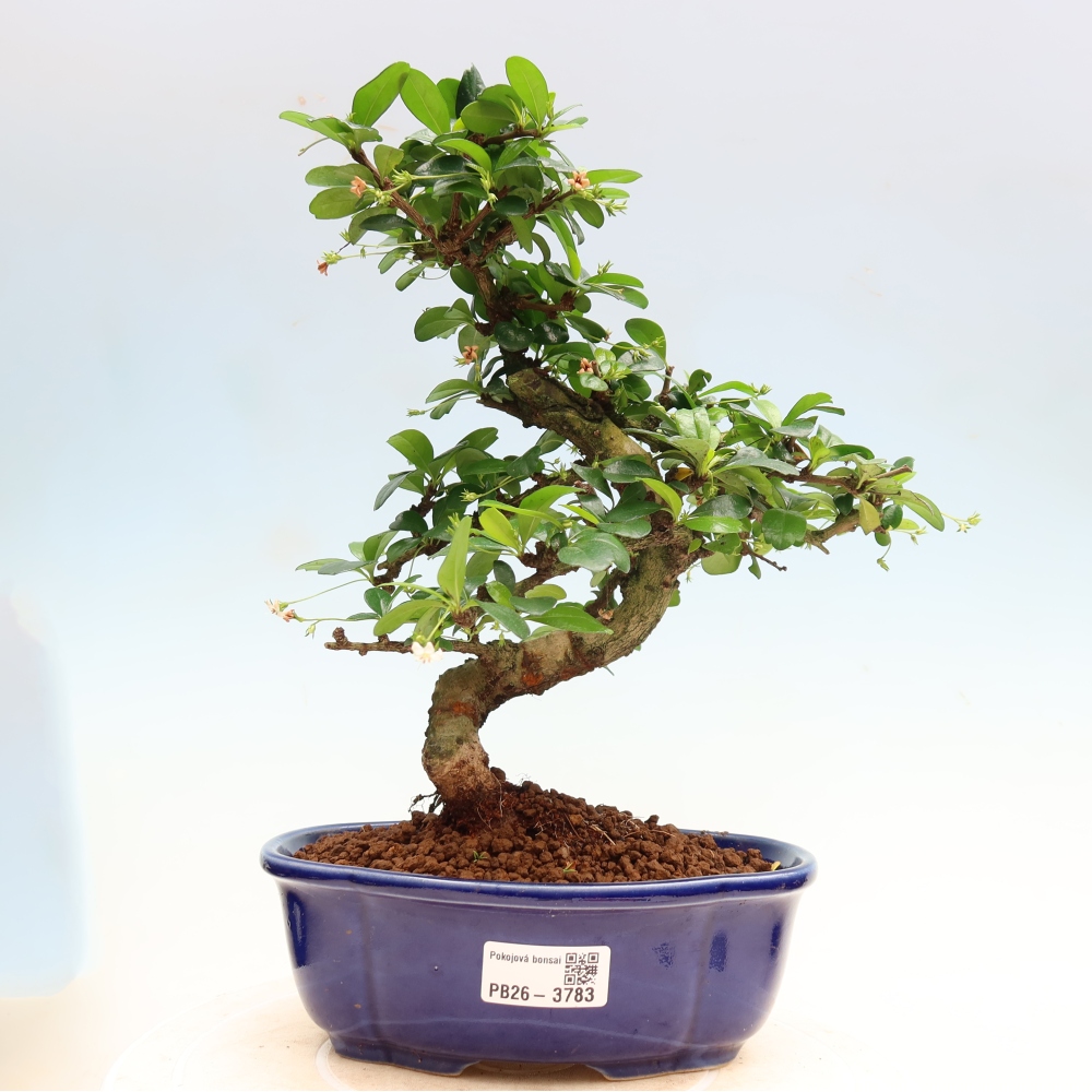 Bonsaï de chambre - Carmona macrophylla - Tea fuki