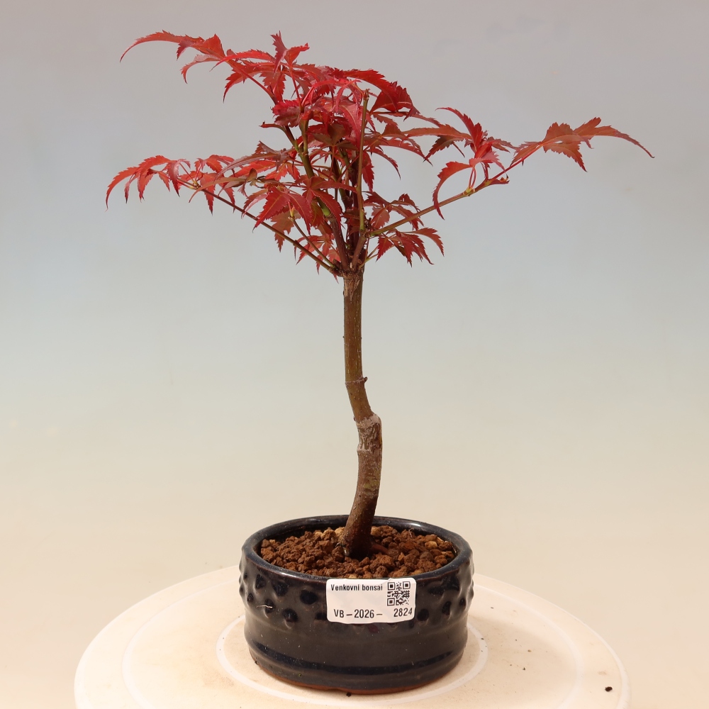 Bonsaï d'extérieur - Acer palm. Atropurpureum-Javor palmate