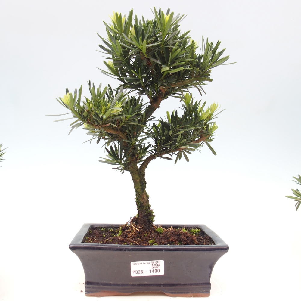 Salle bonsaï - Podocarpus - If en pierre