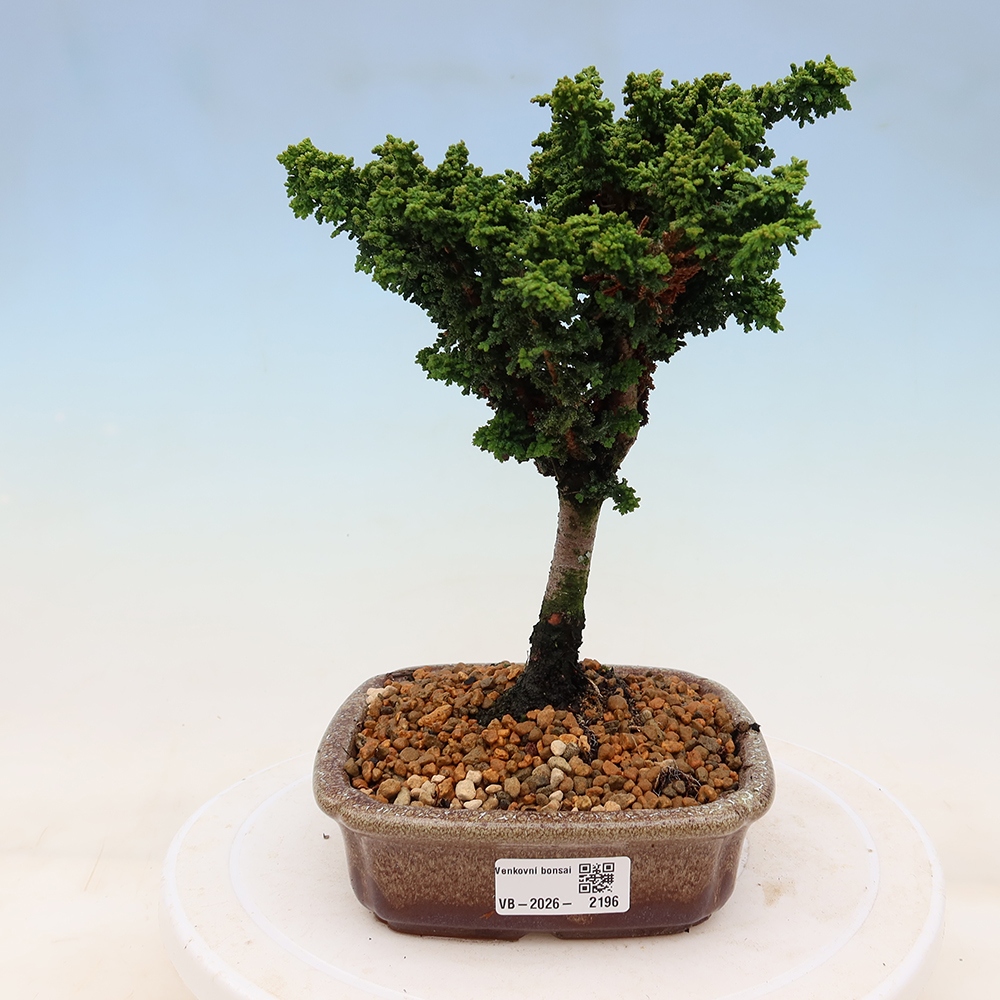 Bonsaï d'extérieur - Cham. obtusa SEKKA HINOKI - Cyprès