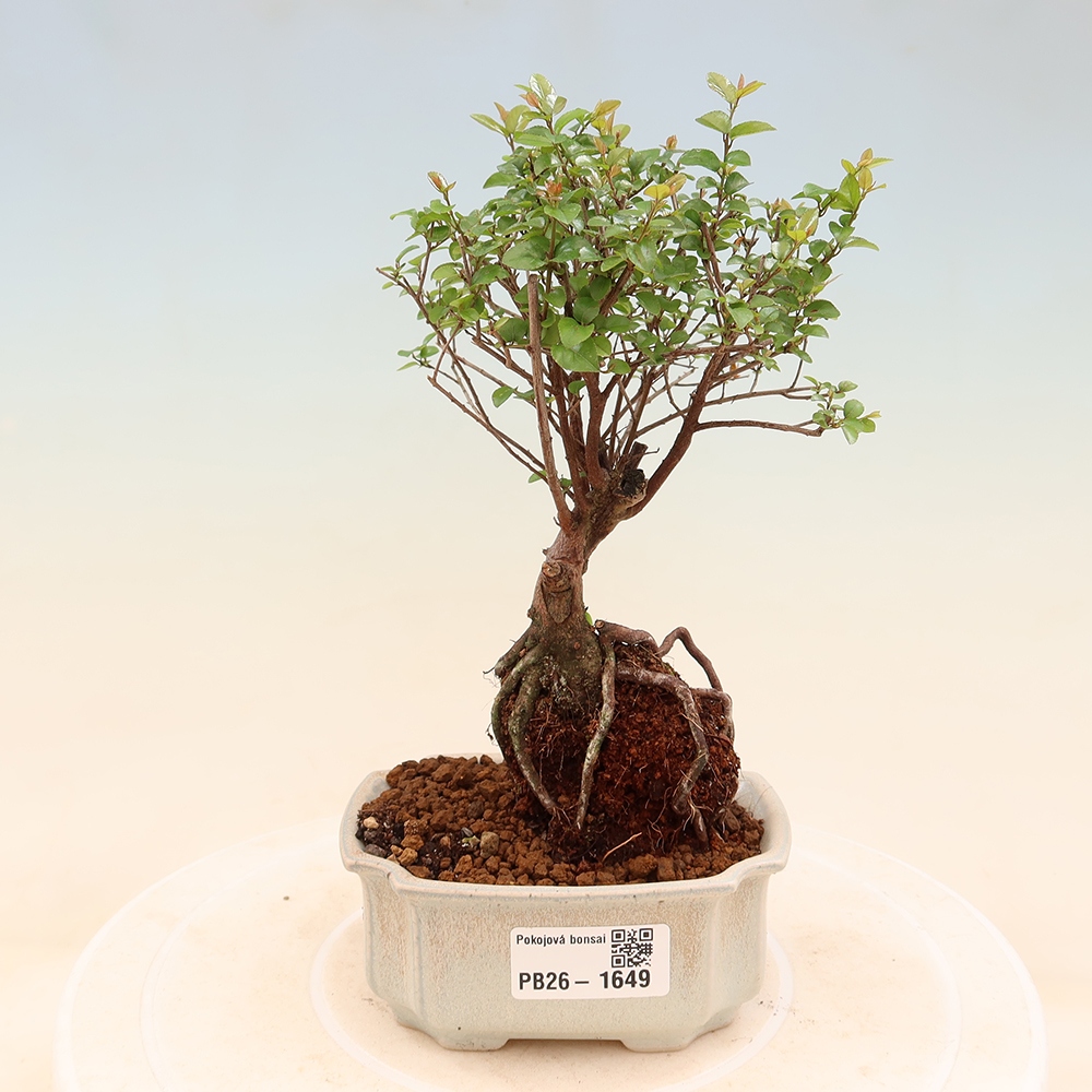 Bonsaï de chambre - Sageretia thea - Sageretia thea