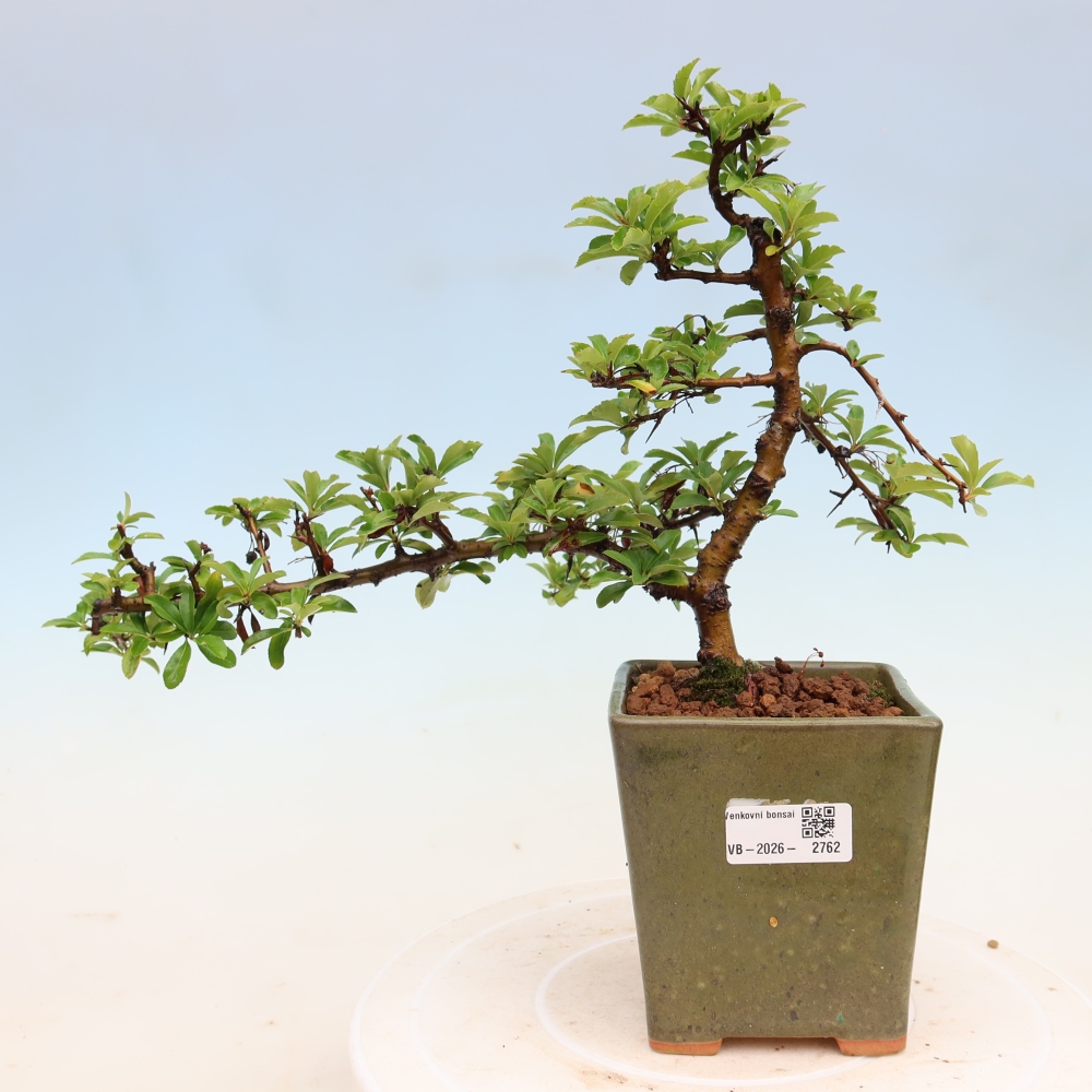 Bonsaï d'extérieur - Pyracantha teton - Pyracantha écarlate