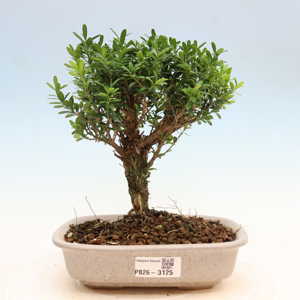 Bonsaï de chambre - Buxus harlandii - buxus liège