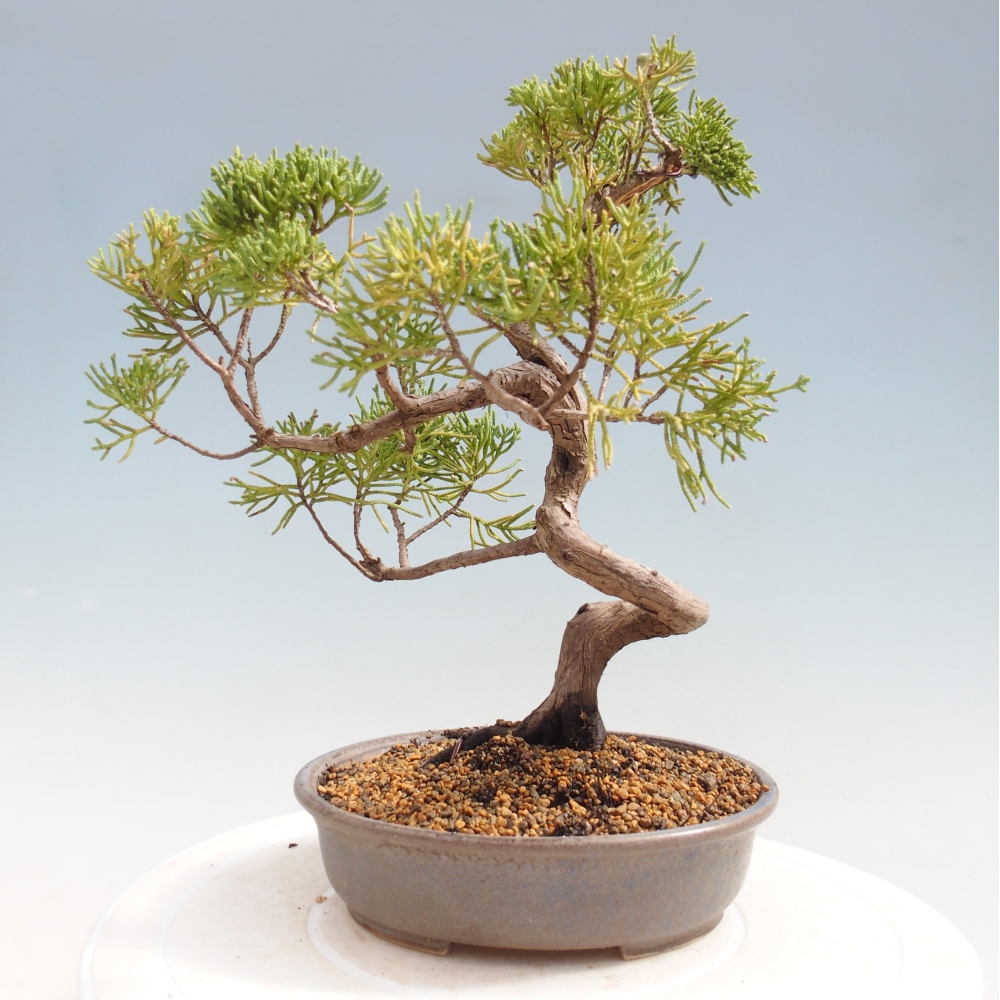 Bonsaï d'extérieur - Juniperus chinensis Kishu