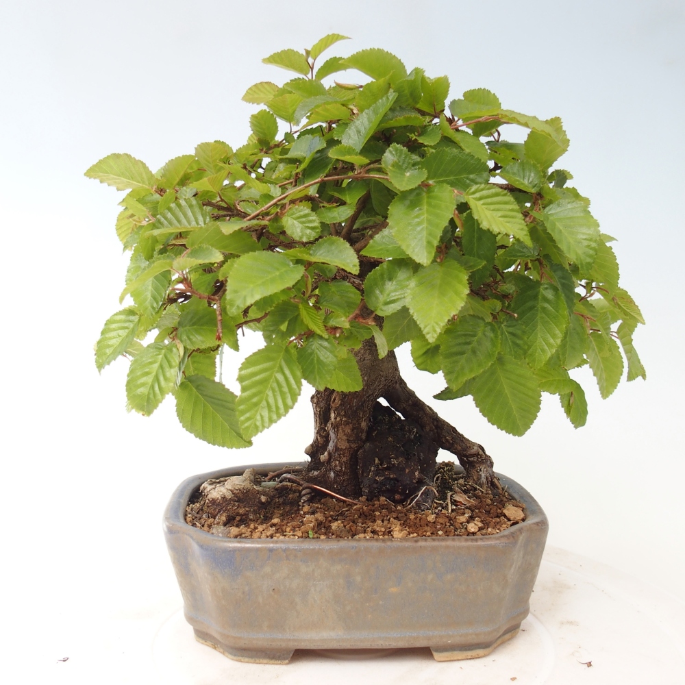 Bonsaï d'extérieur -Carpinus CARPINOIDES - Charme de Corée
