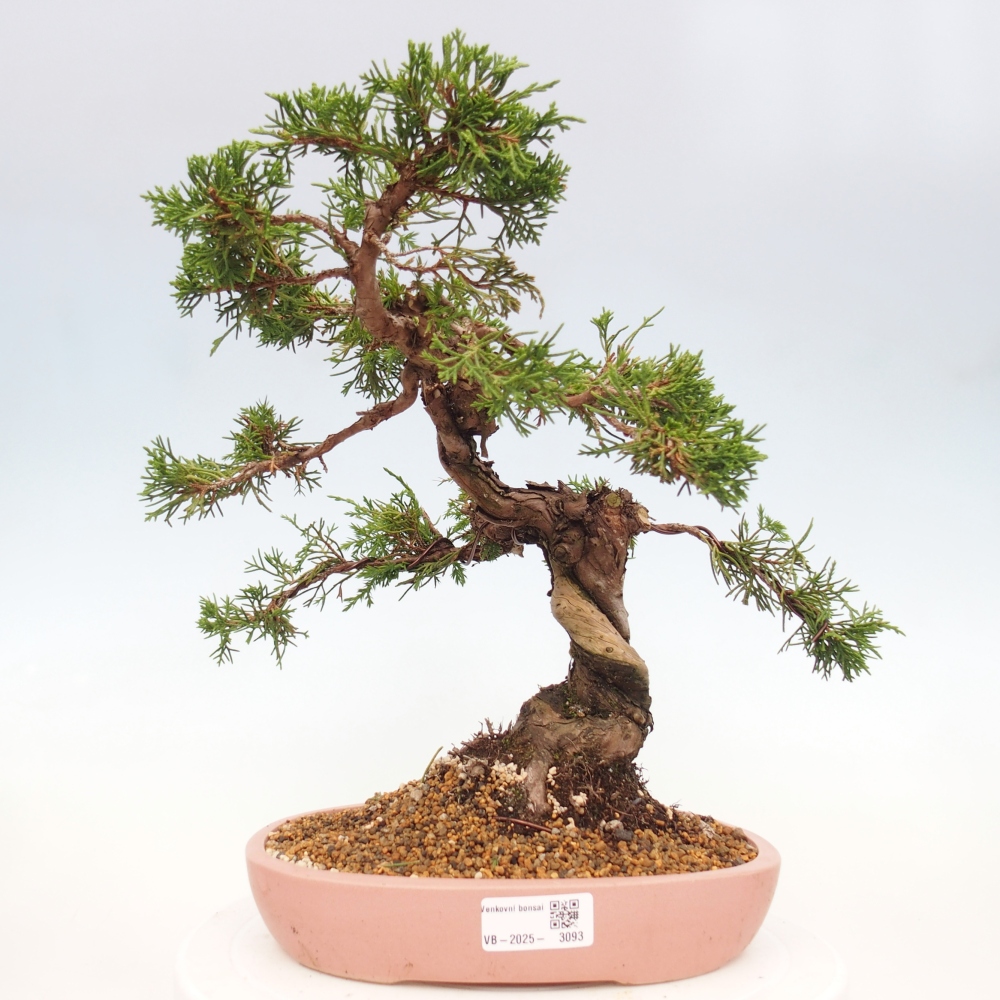 Bonsaï d'extérieur - Juniperus chinensis Itoigawa