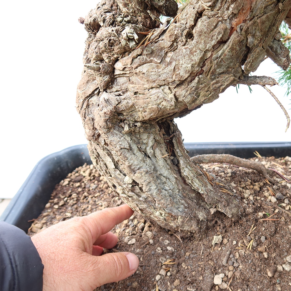 Pinus sylvestris Espagne - pin sylvestre